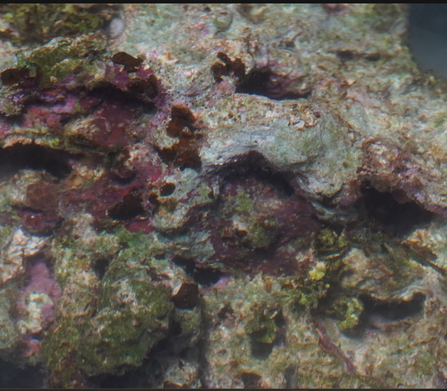 Fiji Pukani Live Rock