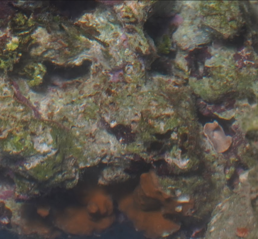 Fiji Pukani Live Rock