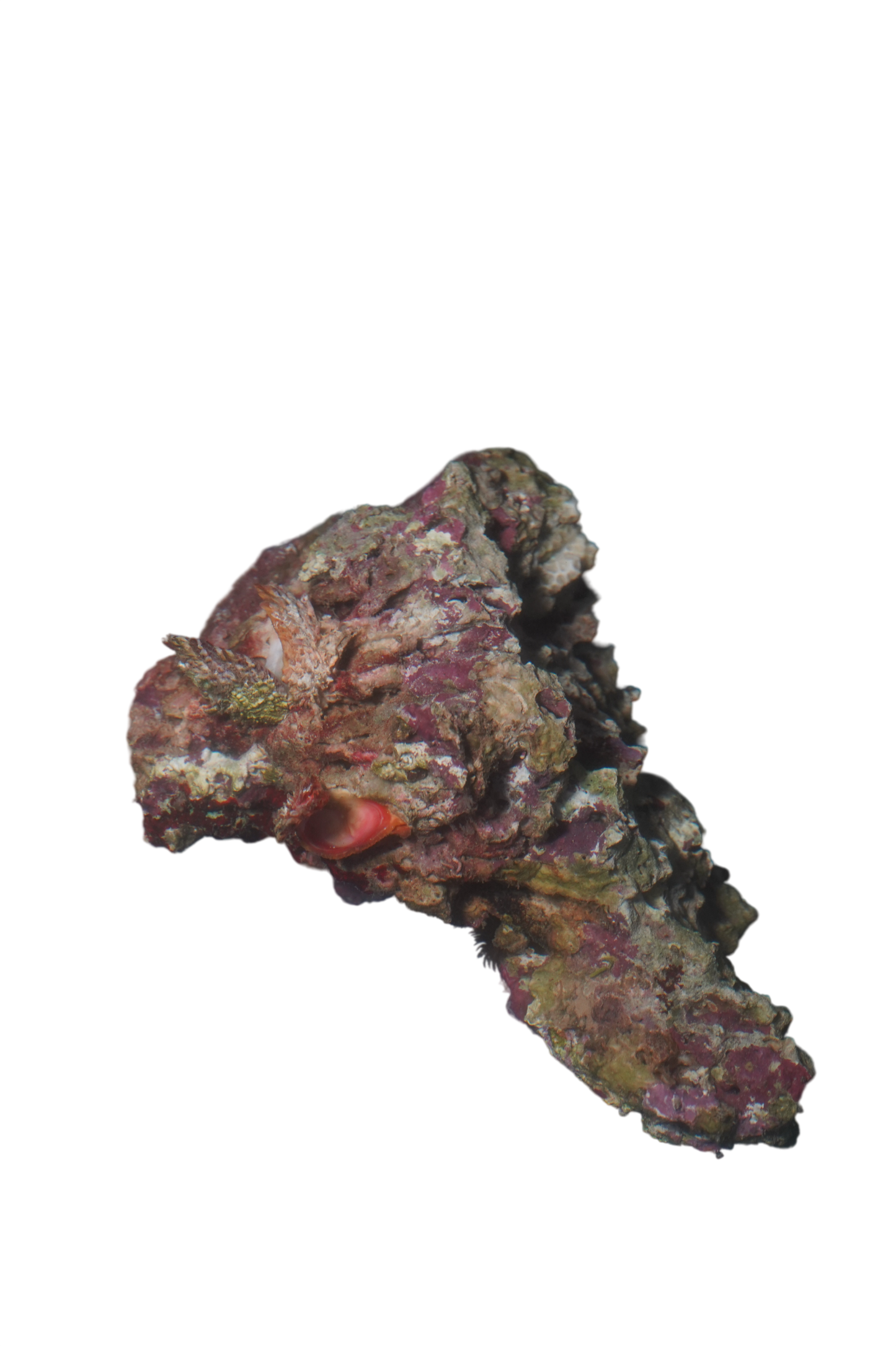 Fiji Pukani Live Rock