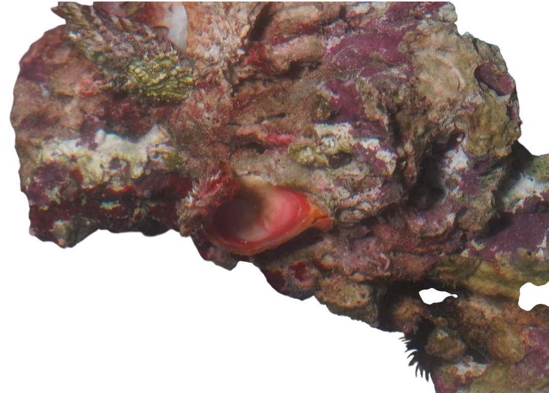 Fiji Pukani Live Rock