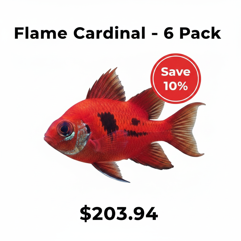 Flame Cardinal Medium- 6 Lot