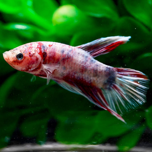 Giant Koi Plakat Betta