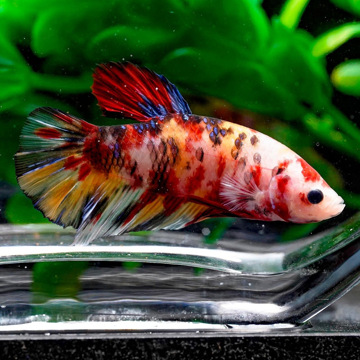 Giant Koi Plakat Betta