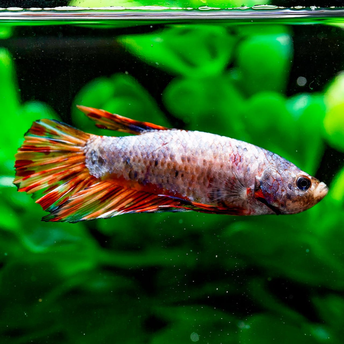 Giant Plakat Betta