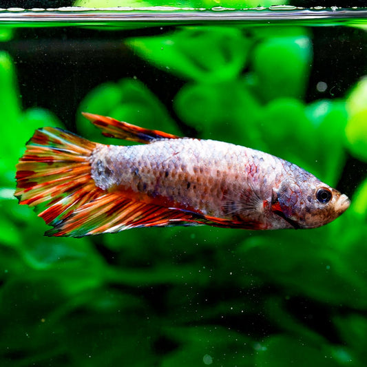 Giant Plakat Betta