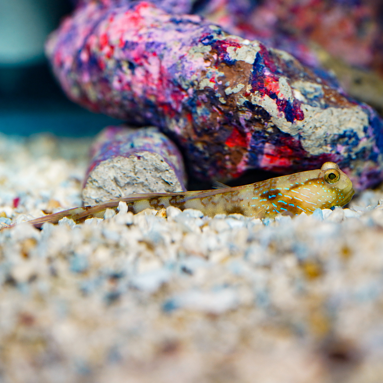 Lagoon Shrimp Goby 3.25" WYSIWYG