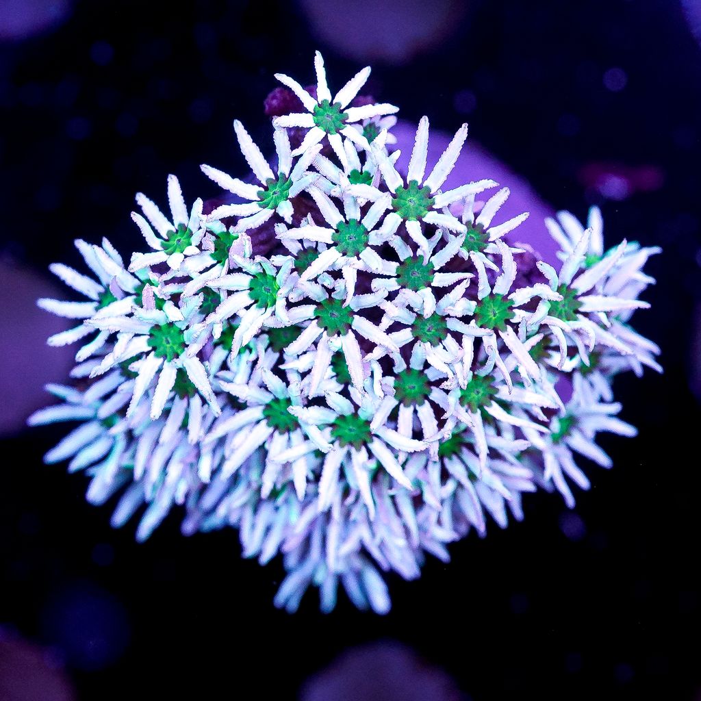 Green Eyed Pipe Organ Coral Frag - Almost WYSIWYG