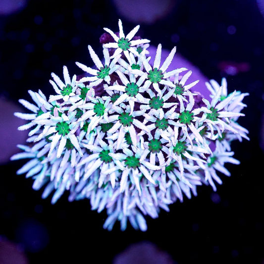 Green Eyed Pipe Organ Coral Frag - Almost WYSIWYG