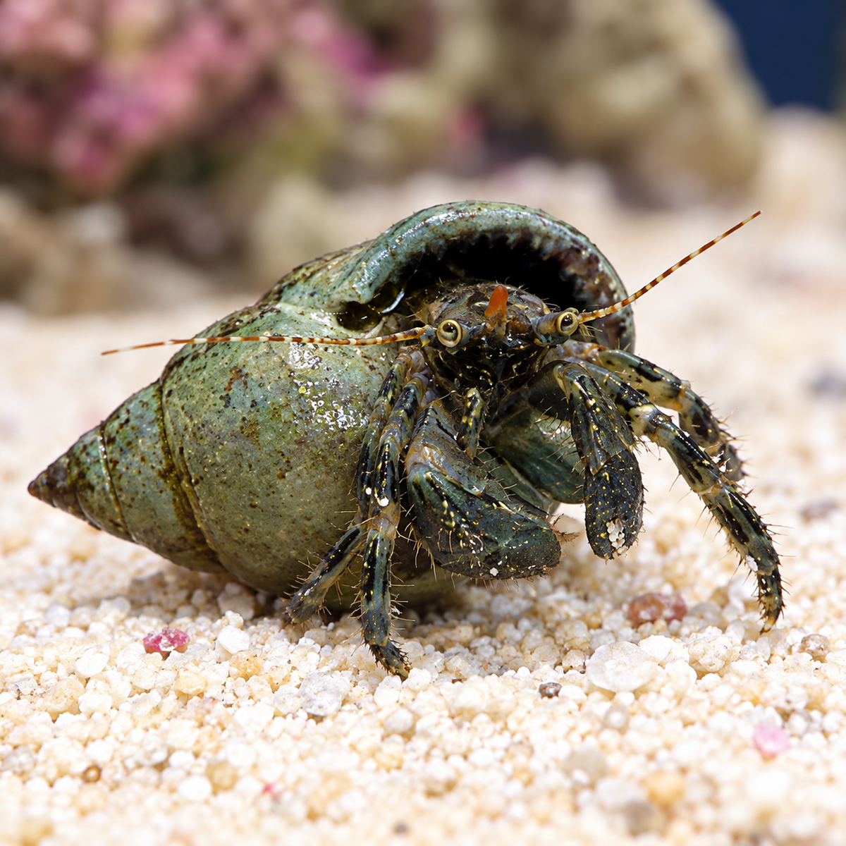 Green Hermit Crab