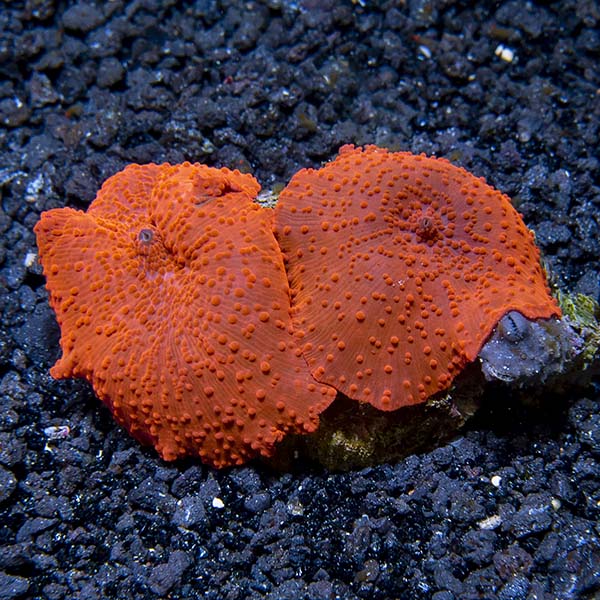 Red Mushroom