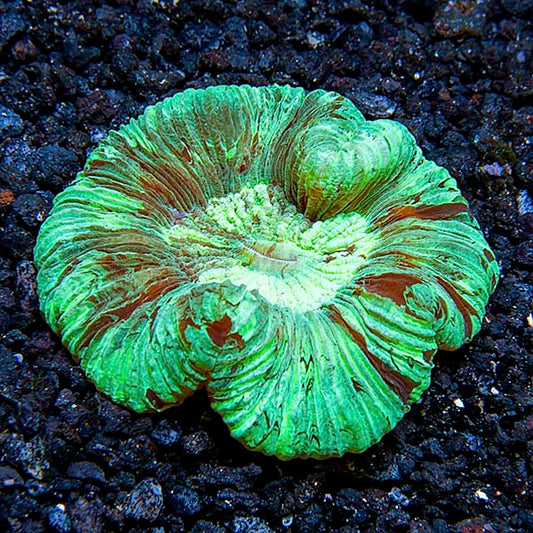 Brain Coral, Wellsophyllia