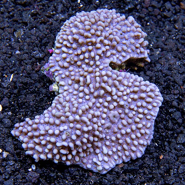 Montipora Coral, Dimpled Encrusting