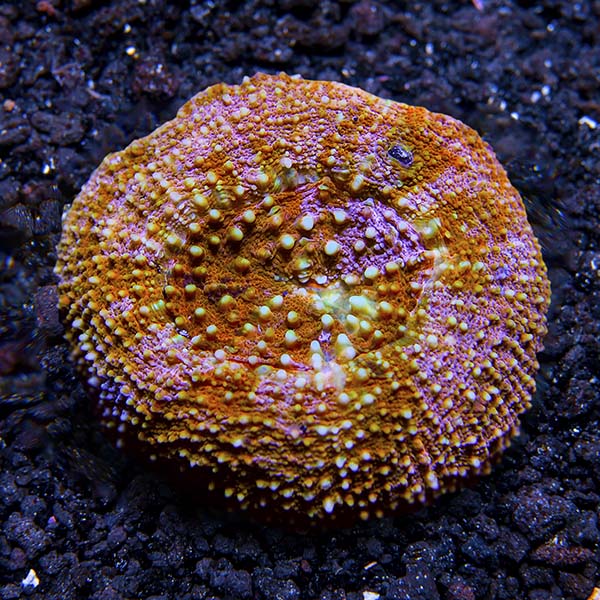 Button Coral, Scolymia 
