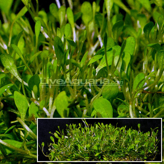 Glossostigma Plant
