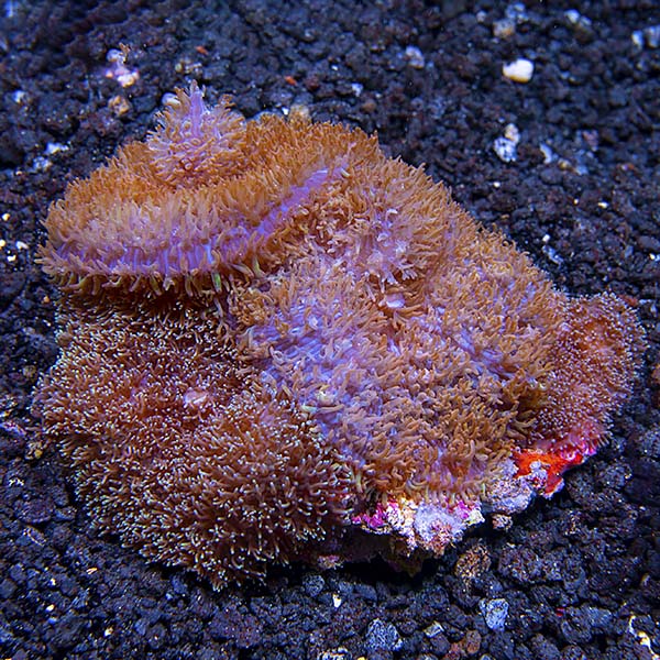 Frilly Bounced Mushroom Coral