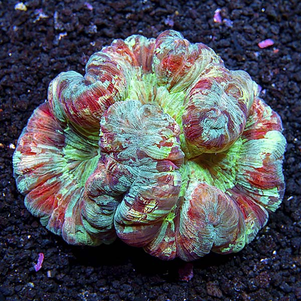 Brain Coral, Wellsophyllia