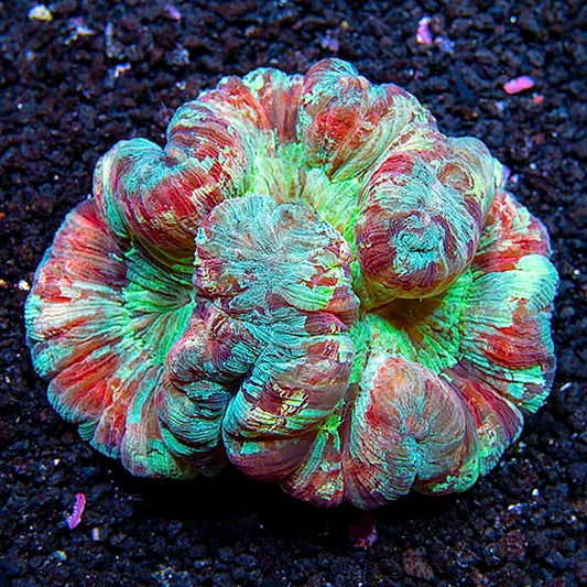 Brain Coral, Wellsophyllia