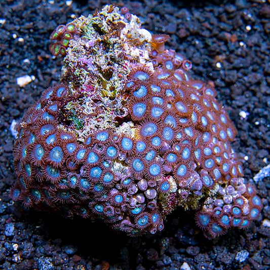 Colony Polyp, Blue