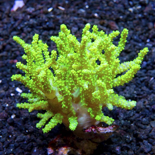 Sinularia Finger Leather Coral
