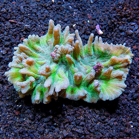 Spiny Cup Pectinia Coral
