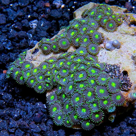 Colony Polyp, Blue & Green
