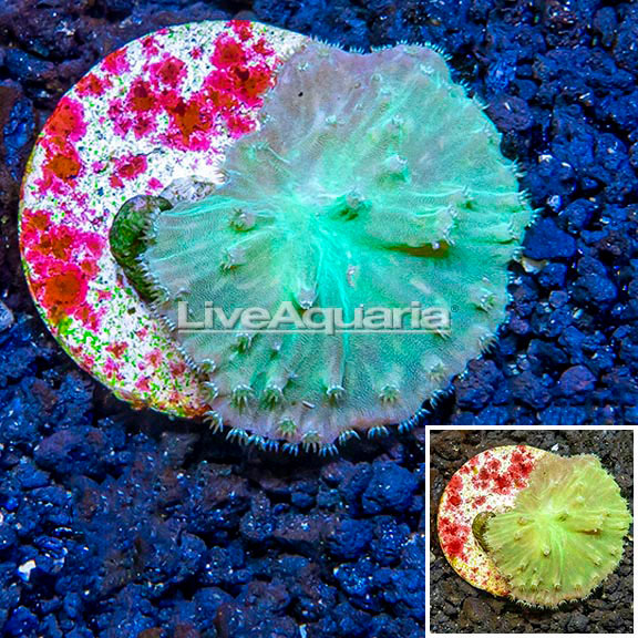 Mystery Coral