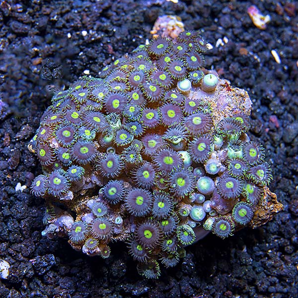 Colony Polyp, Blue & Green