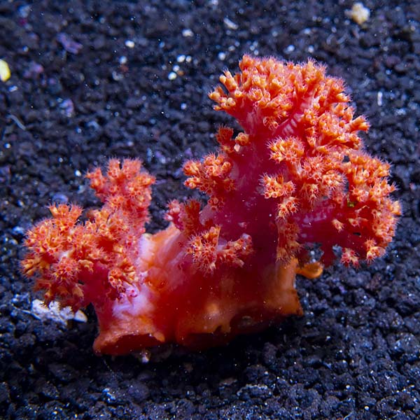 Flower Tree Coral - Red / Orange