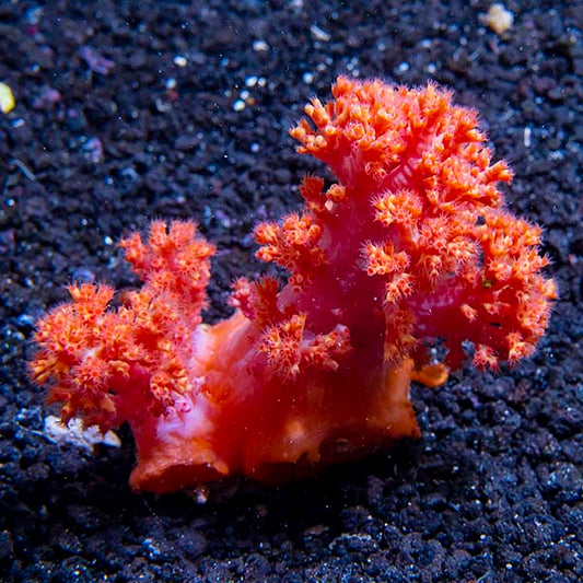 Flower Tree Coral - Red / Orange