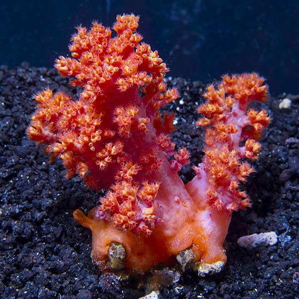 Flower Tree Coral - Red / Orange