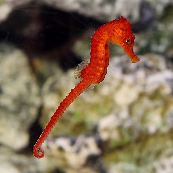 Reidi Seahorse, Captive-Bred