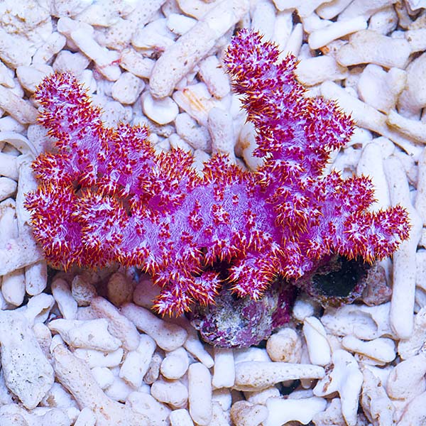 Carnation Tree Coral
