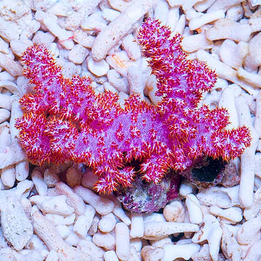 Carnation Tree Coral
