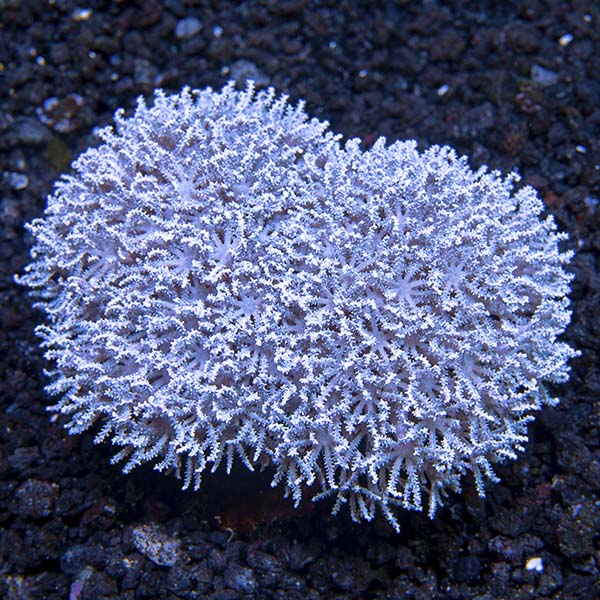 Waving Hand, Thick Stem