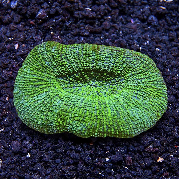 Button Coral, Scolymia 