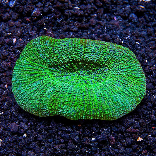 Button Coral, Scolymia 