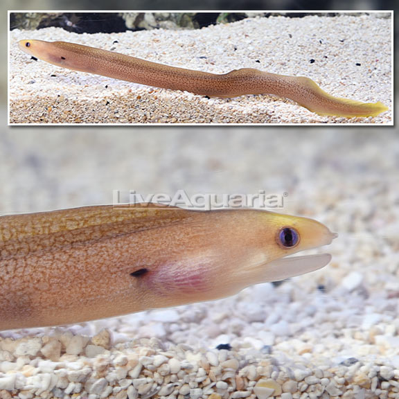 Dwarf Moray Eel