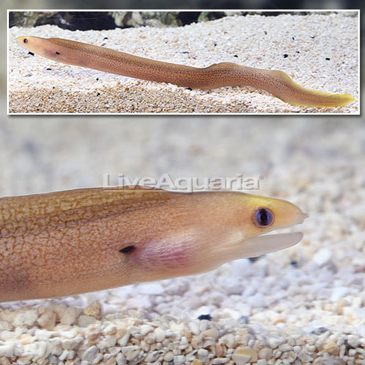 Dwarf Moray Eel