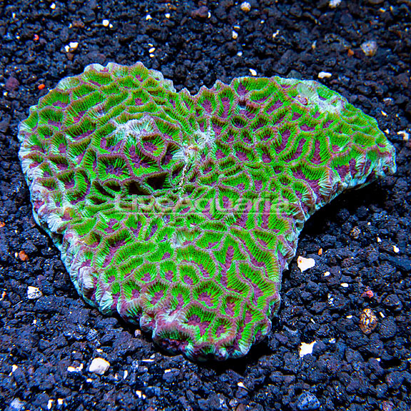 Brain Coral, Favites