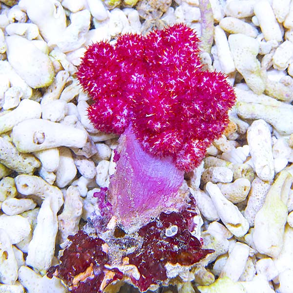 Carnation Tree Coral