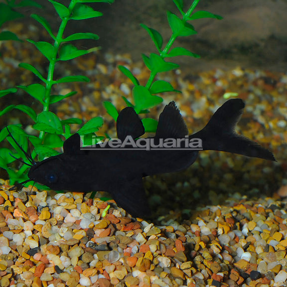 Burmese Upside Down Catfish