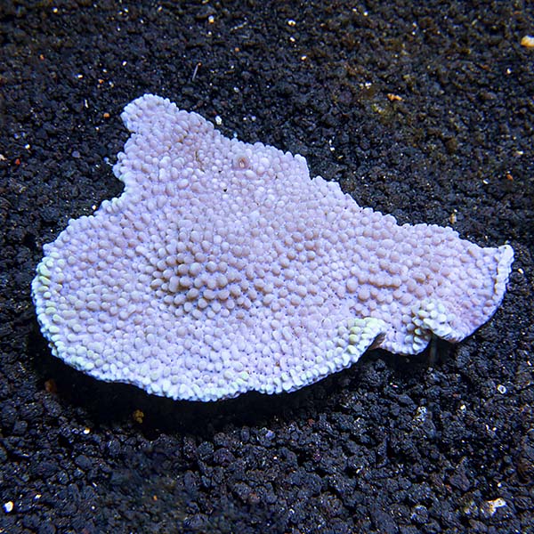 Montipora Coral, Dimpled Encrusting