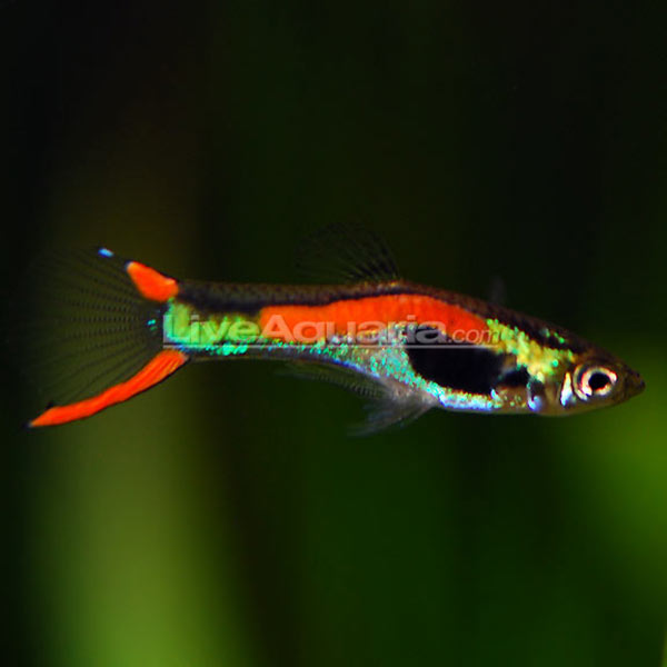 Endler's Livebearer