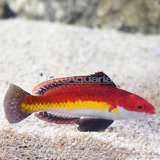 Naoko's Fairy Wrasse