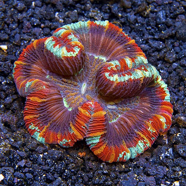 Brain Coral, Wellsophyllia