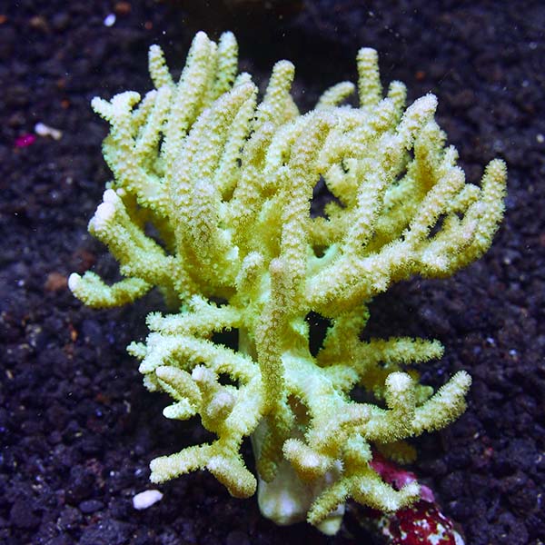 Sinularia Finger Leather Coral