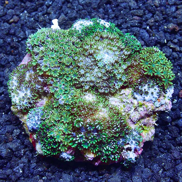 Blue Sympodium Polyp