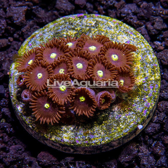 Premium Aquacultured Beginner Soft Coral Packs