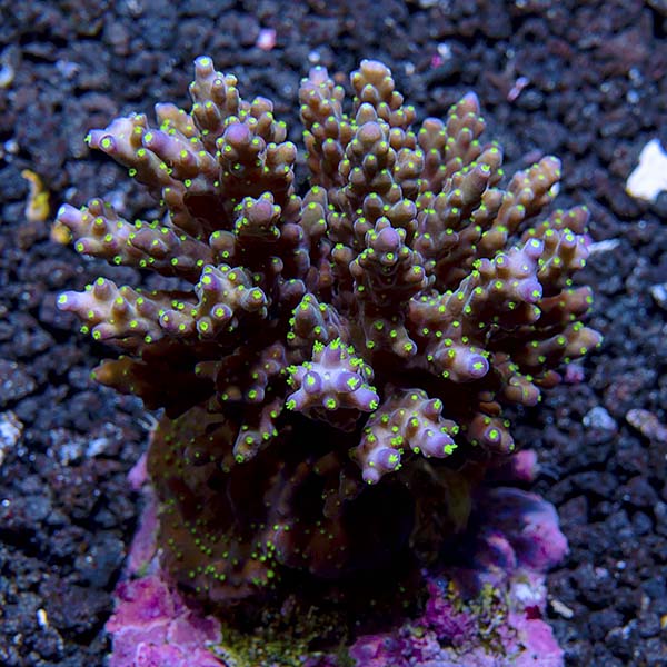  Acropora Coral, Color Tip