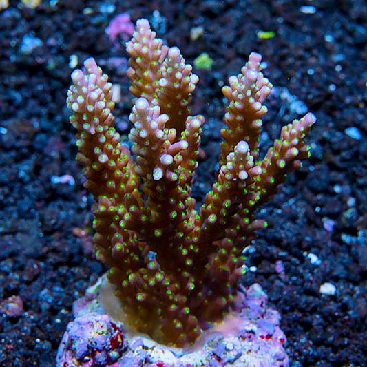Acropora Coral, Neon